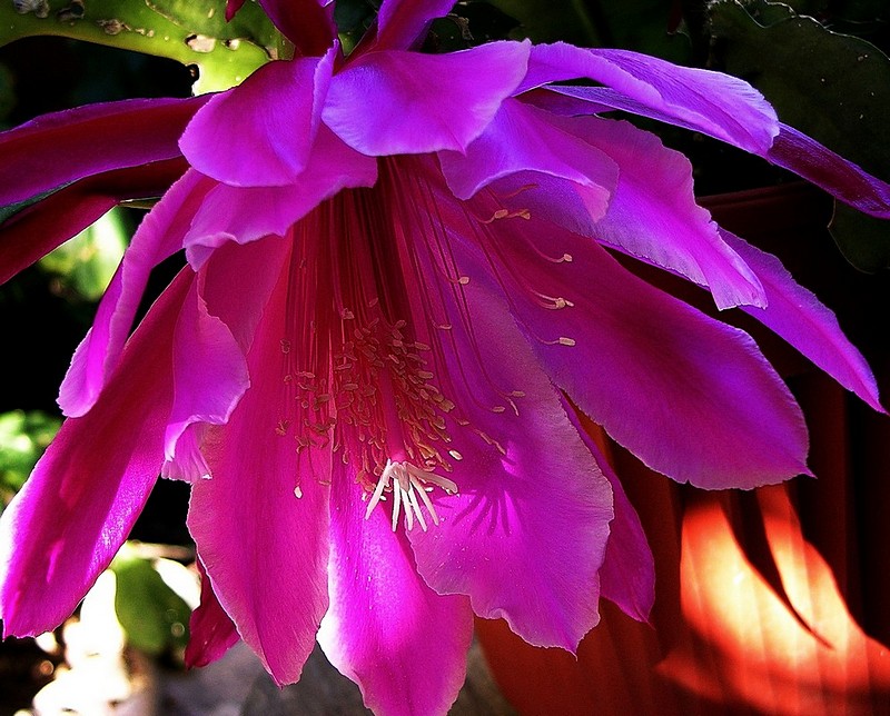פרח הקקטוס 