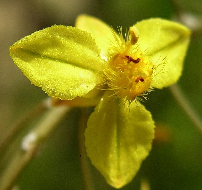 פרח כפרופלור צהוב