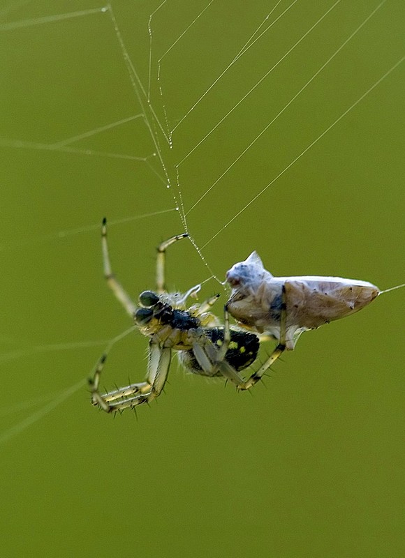 עכביש מכין ארוחת ערב