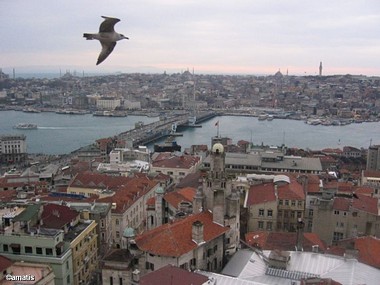שחף מעל איסטנבול