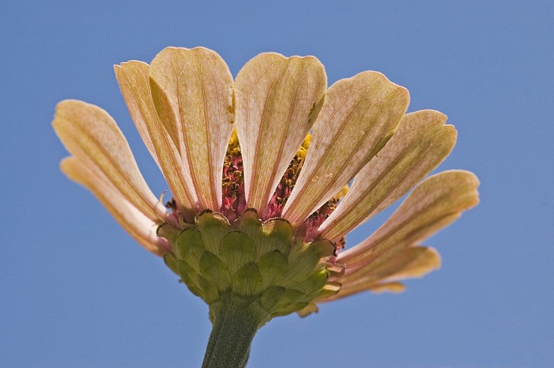 פרח מזוית נמוכה