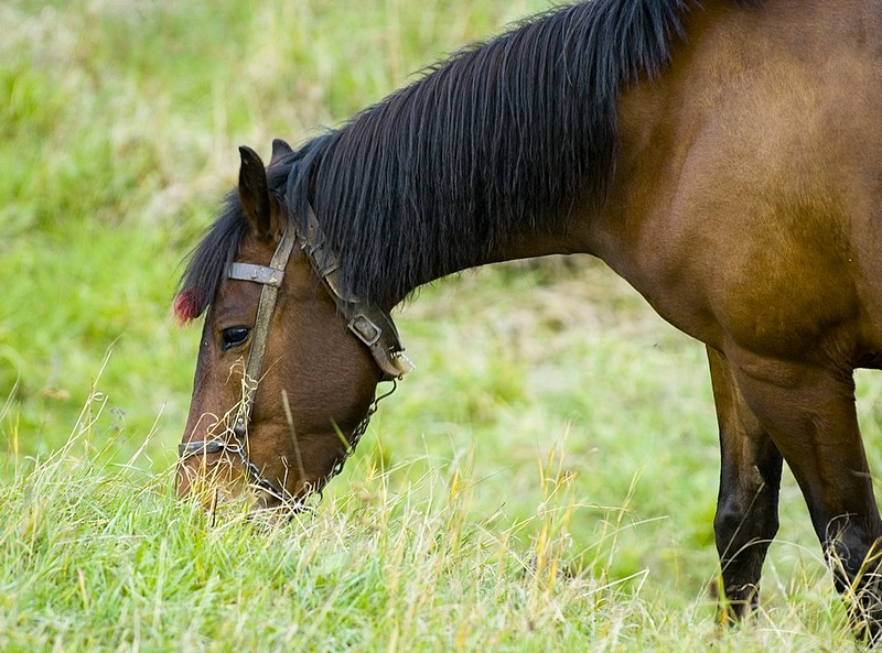 אציל - בעלי חיים, סוסים, סוס. צילום של קובי דגן. המצלמה: NIKON D70