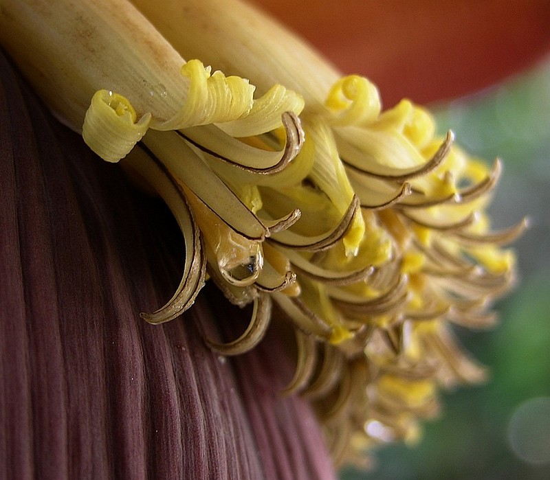 צוף פרח הבננה