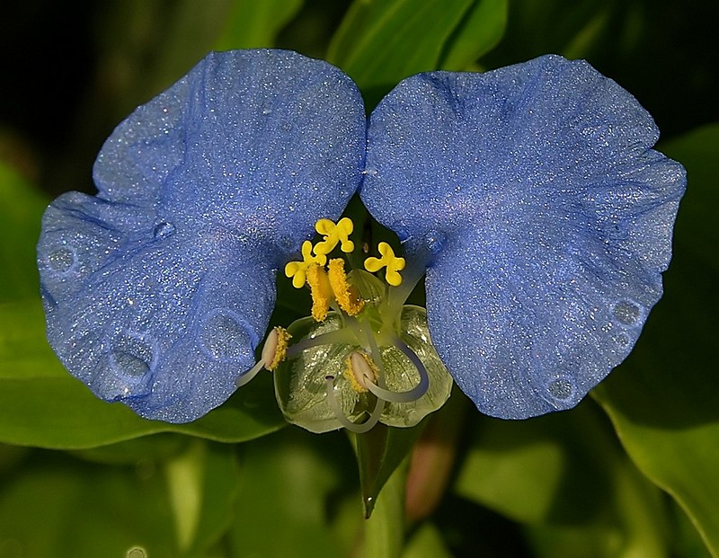 טל על הפרח הכחלחל