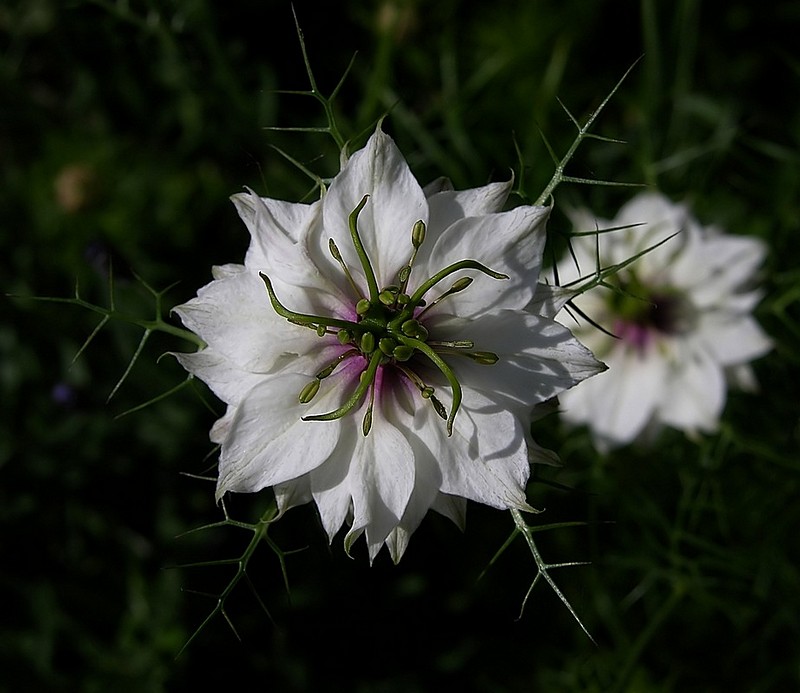 פרח לבן 
