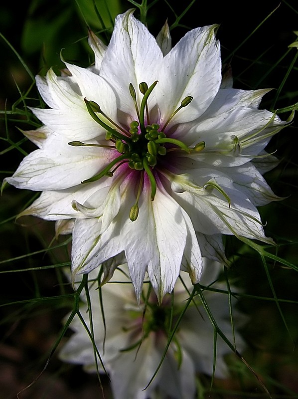 פרח לבן 2