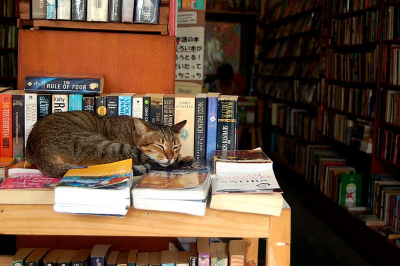 חתולת ספרים