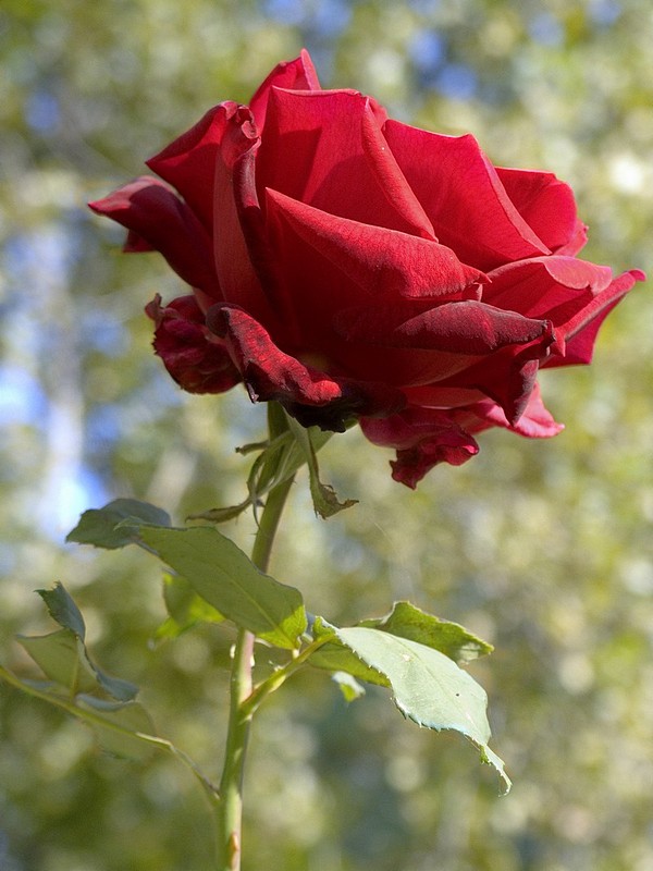 ורד בצבעים מדהימים