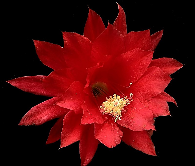פרח קקטוס