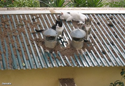 חתולות על גג פח לוהט