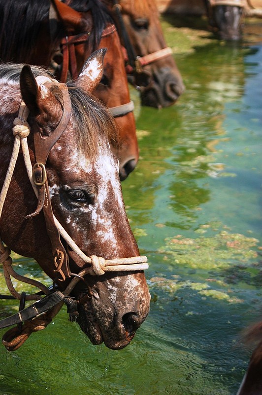 צמאים - בעלי חיים, סוסים, סוסים מים. צילום של יוני גול. המצלמה: NIKON D50