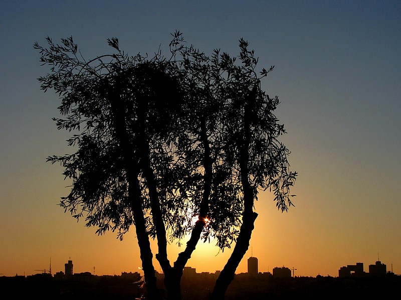 עץ זית בשקיעה בירושלים