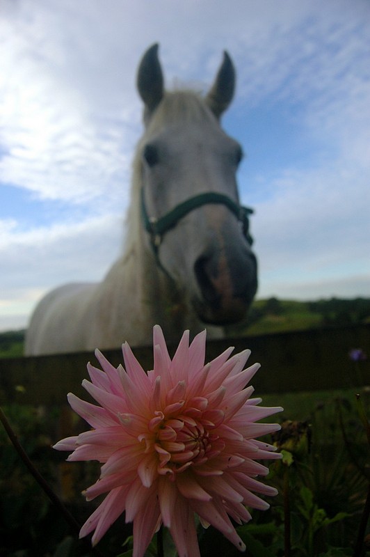 ניחוחות הטבע - בעלי חיים, טבע, פרחים, סוסים, סוסים פרחים. צילום של שמוליק סלוצקי. המצלמה: NIKON D50
