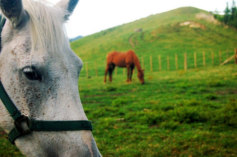 פסס..בוא תקשיב.. - בעלי חיים, טבע, פארקים וגנים, סוסים, סוסים אחו. צילום של שמוליק סלוצקי. המצלמה: NIKON D50