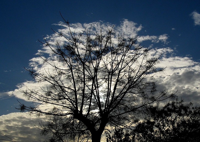 עץ של עננים