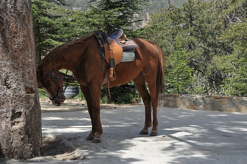 סו - בעלי חיים, סוסים, סוס. צילום של אברהם זונרייך. המצלמה: NIKON D300