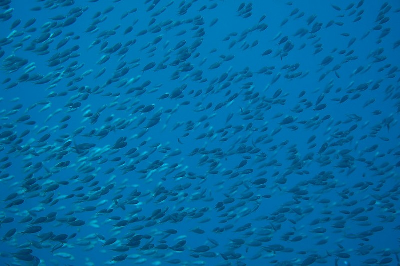 ים של דגים