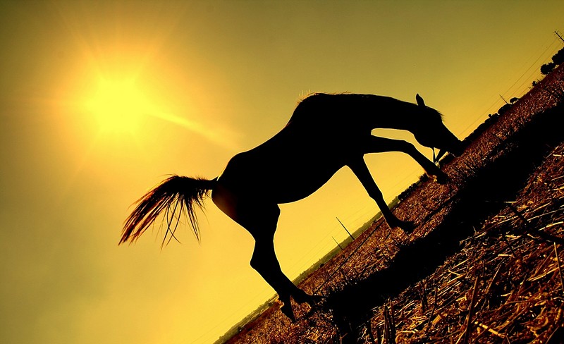באחו - אופי הצילום, בעלי חיים, טבע, שמיים, שקיעות, יונקים, סוסים, סוס שמש. צילום של יוגב כהן. המצלמה: Canon EOS DIGITAL REBEL XTi