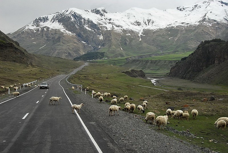 זהירות, כבשים בכביש