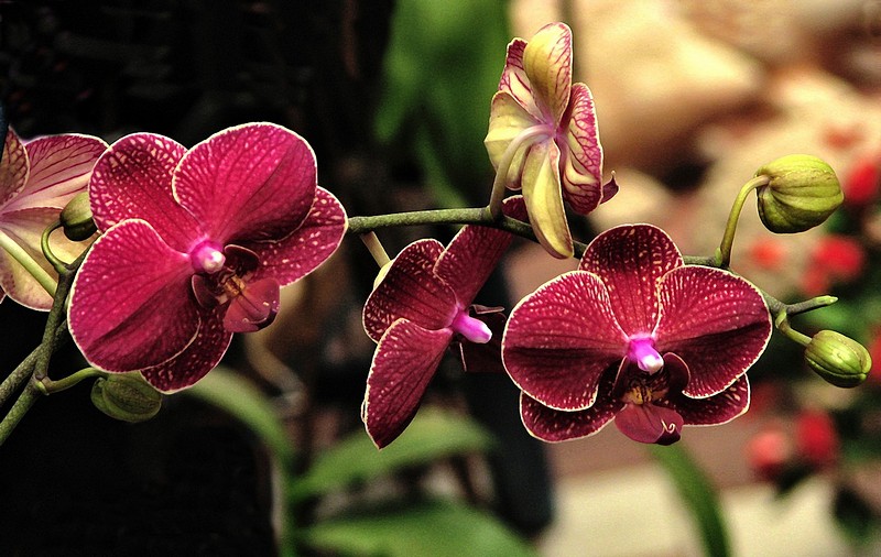 Variations on Orchids