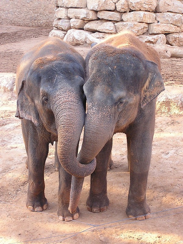 פילים מאוהבים