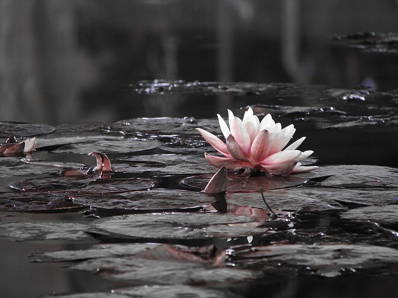  water flower