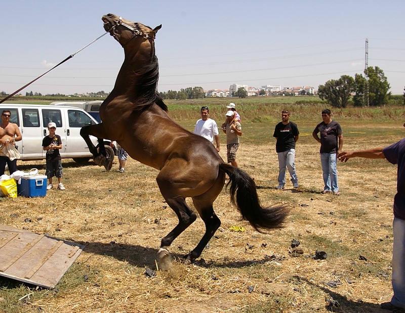 לא רוצה!!!! - בעלי חיים, סוסים, סוסים. צילום של מתן עמידור. המצלמה: PENTAX K100D