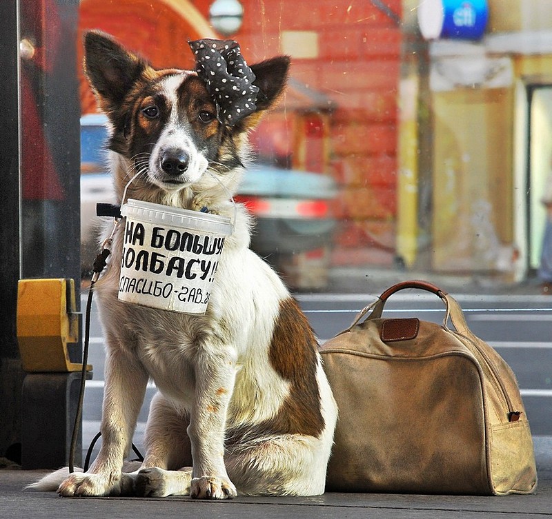 for a big sausage&nbsp;-&nbsp;���� ����, �����,&nbsp;dogs capital city.&nbsp;����� ��&nbsp;���� �������. ������: NIKON D80