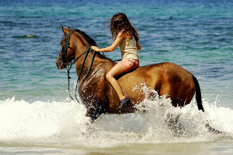 סוס ים - בעלי חיים, טבע, חופים, סוסים, סוס ים חוף. צילום של אביב רז. המצלמה: NIKON D80