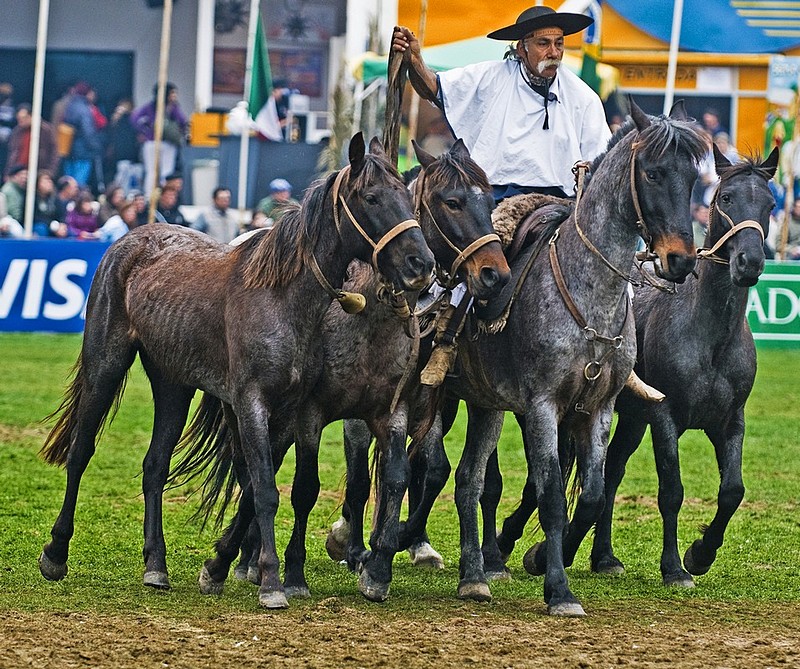 גאוצ'ו - אנשים, בעלי חיים, מקומות בעולם, אנשים, דרום אמריקה, סוסים, אורוגוואי   מונטבידאו   סוסים   גאוצ'ו. צילום של קובי דגן. המצלמה: NIKON D300