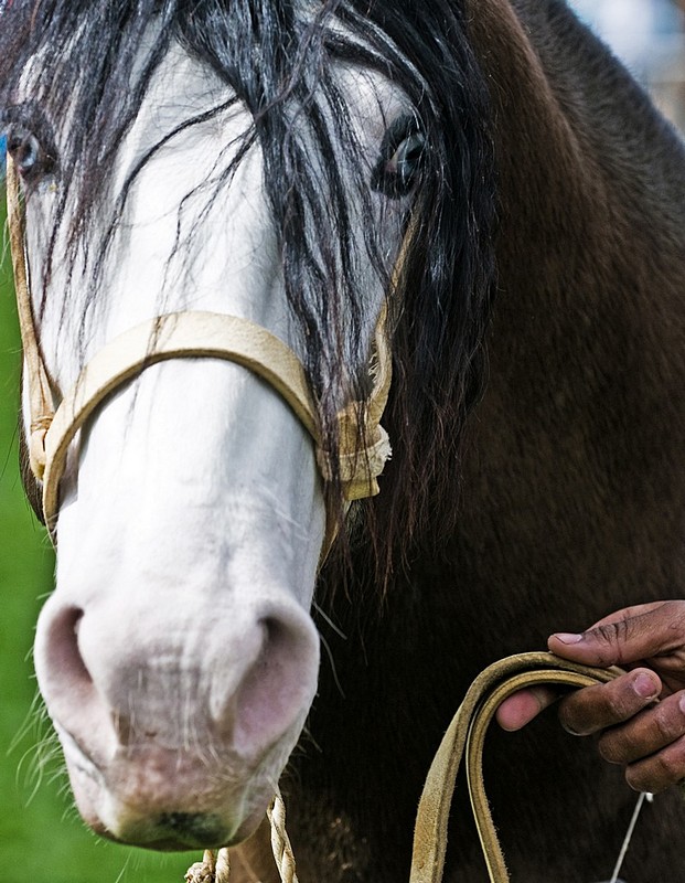 פני סוס - בעלי חיים, סוסים, סוס. צילום של קובי דגן. המצלמה: NIKON D300