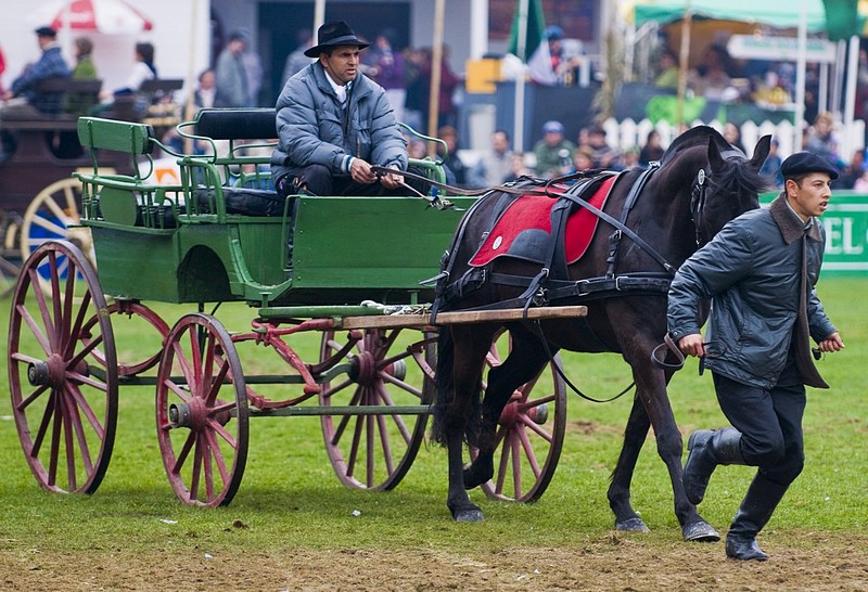 שני כוחות סוס - אנשים, בעלי חיים, מקומות בעולם, אנשים, דרום אמריקה, סוסים, סוס  עגלה   מונטבידאו   אורוגוואי   גאוצ'וס. צילום של קובי דגן. המצלמה: NIKON D300