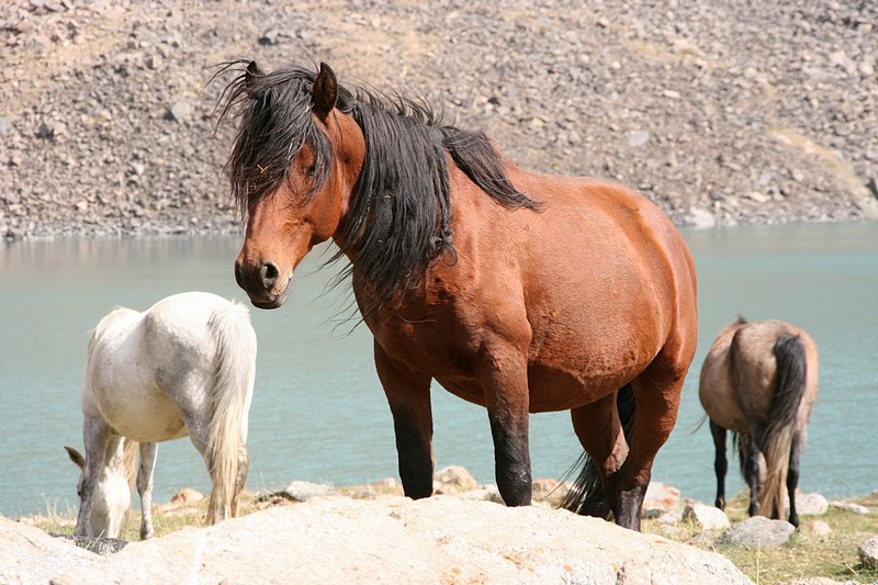 מבט של סוס - בעלי חיים, טבע, מקומות בעולם, אסיה, סוסים, אגמים ונחלים, סוסים אגם קירגיזסטן. צילום של איתי בלוך. המצלמה: Canon EOS DIGITAL REBEL XT