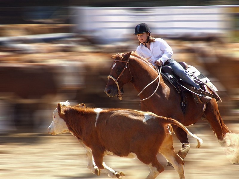 cow-boy - בעלי חיים, ספורט, רכיבה, סוסים, סוסים רכיבה בעלי חיים. צילום של לילך וייס. המצלמה: FinePix S5600