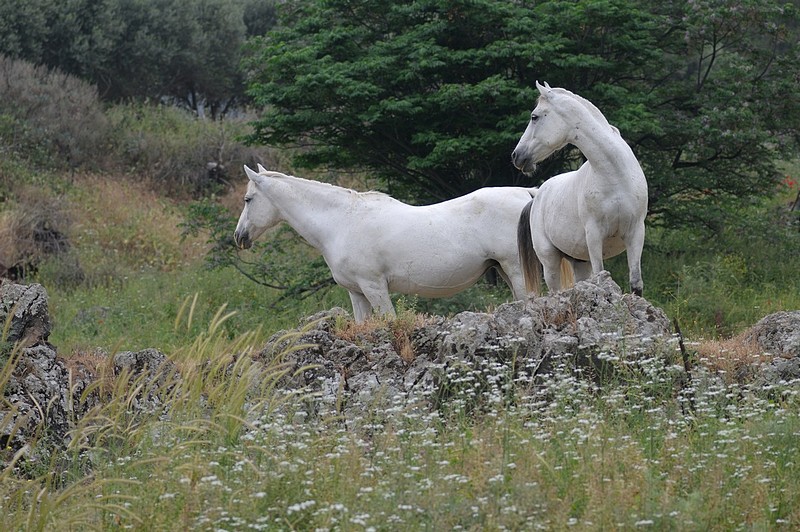שתי כוחות סוס