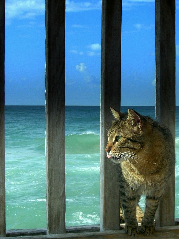 חתול - ים.