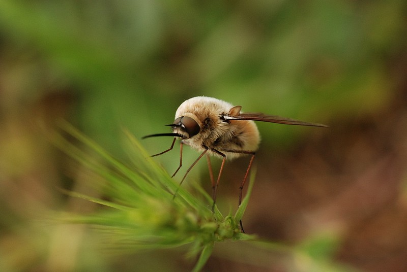 דבור - יתוש