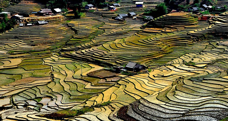 שדות האורז בויטנאם