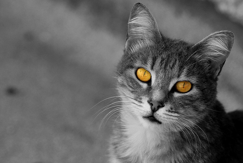 עיני חתול
