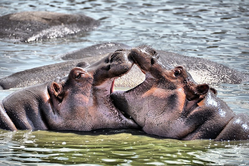 Hippo love