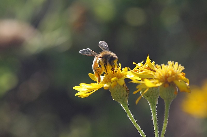 טבע הדבורים