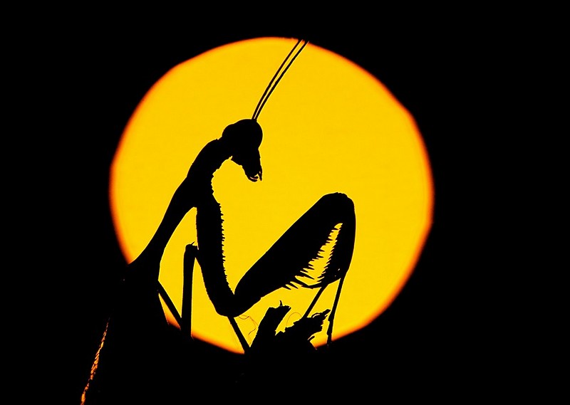 Alien&nbsp;-&nbsp;���� ����, ���, ������, �����,&nbsp;��� ���� ��� ��� ����� ����� ����.&nbsp;����� ��&nbsp;AimishBoy �. ������: Canon EOS Kiss X2