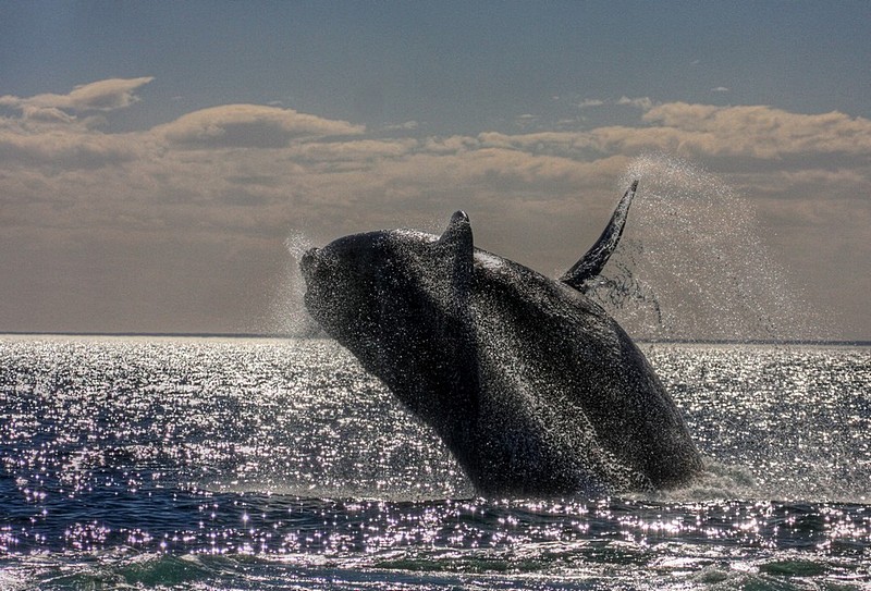 ������ - right whale&nbsp;-&nbsp;���� ����, ����,&nbsp;southern right whale patagonia argentina poerto madrin ������ ������� ����� ���� ����� ����� ����� ����� �������� �������.&nbsp;����� ��&nbsp;��� �����. ������: Canon EOS 40D