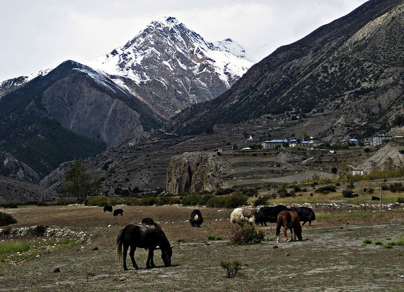 Annapurna Wild 2