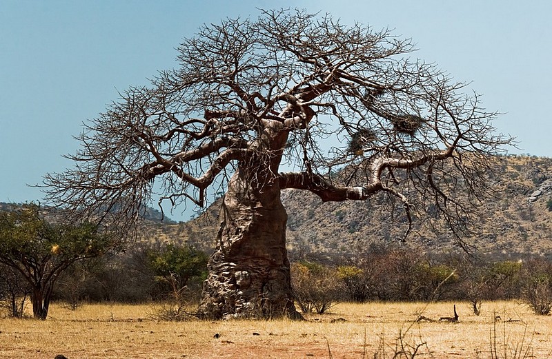  Baobab 