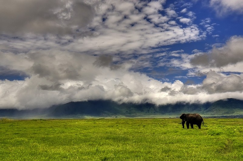 פיל צייר לי ענן.. | פיל טנזניה מכתש נגורו-גורו טנזניה