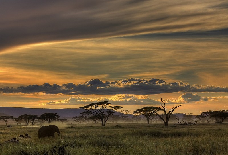 400 - תודות | טנזניה סרגנטי שקיעה פיל