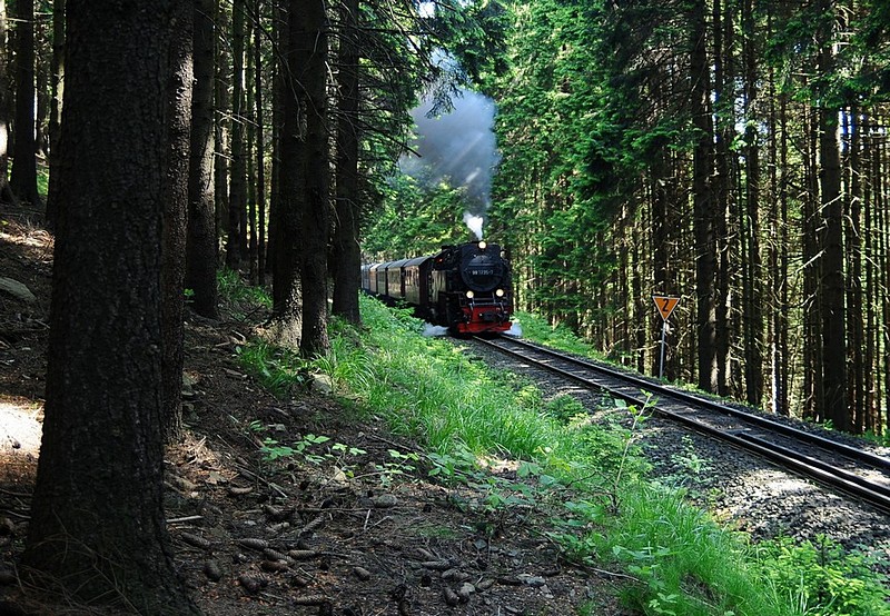 רכבת במעבה היער