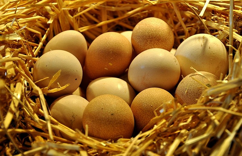 כל הביצים בסל אחד