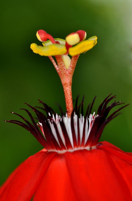 Passiflora,